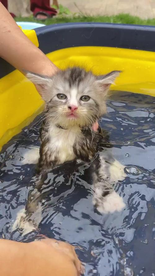 两个月的猫猫能洗澡吗_两个月的猫猫可以洗澡吗?-第4张图片-后鲨宠物 两个月的猫猫能洗澡吗_两个月的猫猫可以洗澡吗?-第4张图片-后鲨宠物