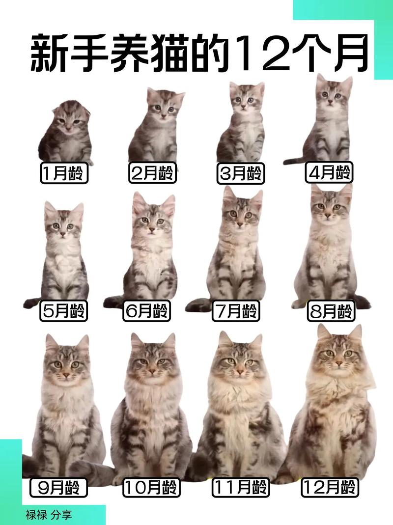 猫咪几个月才不调皮,猫咪几个月才不调皮正常吗?-第1张图片-后鲨宠物 猫咪几个月才不调皮,猫咪几个月才不调皮正常吗?-第1张图片-后鲨宠物