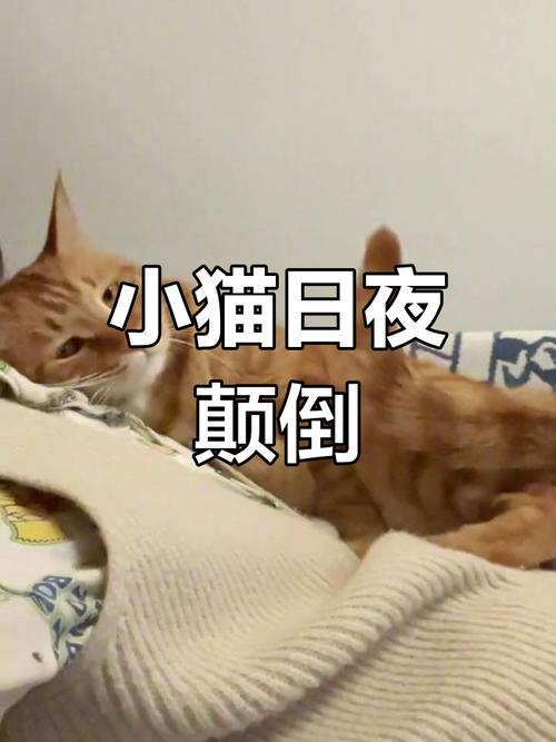 猫咪几个月才不调皮,猫咪几个月才不调皮正常吗?-第5张图片-后鲨宠物 猫咪几个月才不调皮,猫咪几个月才不调皮正常吗?-第5张图片-后鲨宠物