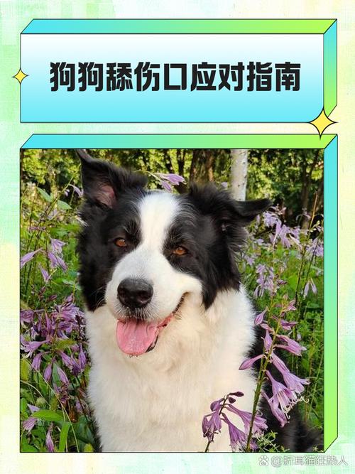  怎么防止狗狗舔伤口，防止狗狗舔伤口的工具-第2张图片-后鲨宠物