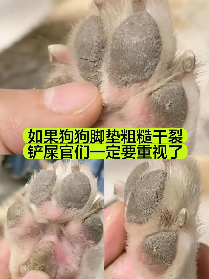  怎么防止狗狗舔伤口，防止狗狗舔伤口的工具-第3张图片-后鲨宠物