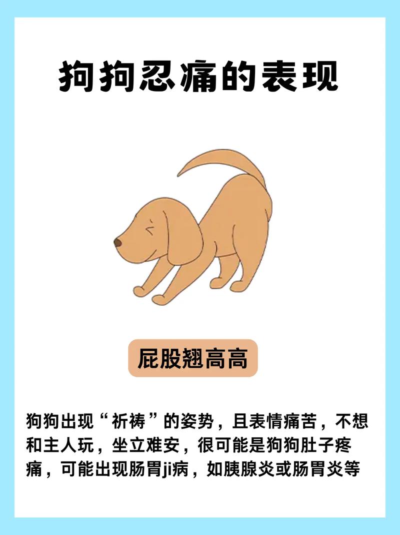  怎么防止狗狗舔伤口，防止狗狗舔伤口的工具-第4张图片-后鲨宠物