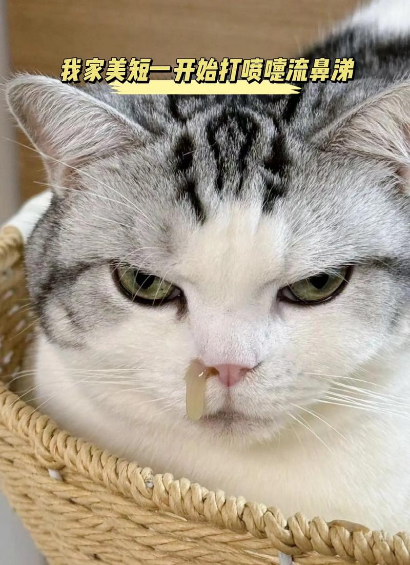 猫咪打喷嚏拉稀_猫咪打喷嚏拉稀便血-第1张图片-后鲨宠物 猫咪打喷嚏拉稀_猫咪打喷嚏拉稀便血-第1张图片-后鲨宠物