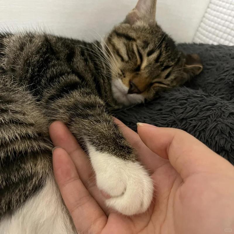 猫咪打喷嚏拉稀_猫咪打喷嚏拉稀便血-第3张图片-后鲨宠物 猫咪打喷嚏拉稀_猫咪打喷嚏拉稀便血-第3张图片-后鲨宠物