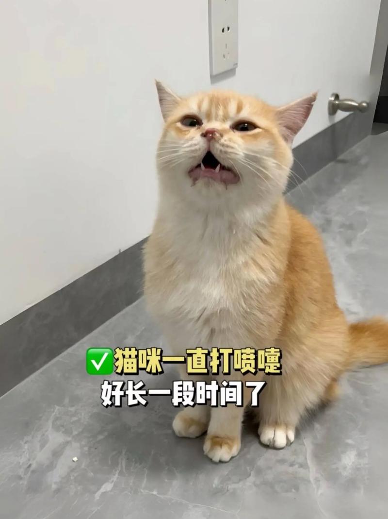 猫咪打喷嚏拉稀_猫咪打喷嚏拉稀便血-第5张图片-后鲨宠物 猫咪打喷嚏拉稀_猫咪打喷嚏拉稀便血-第5张图片-后鲨宠物