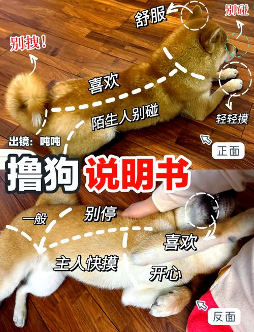  怎么判断狗狗是否冷，怎么能看出狗狗冷不冷-第3张图片-后鲨宠物