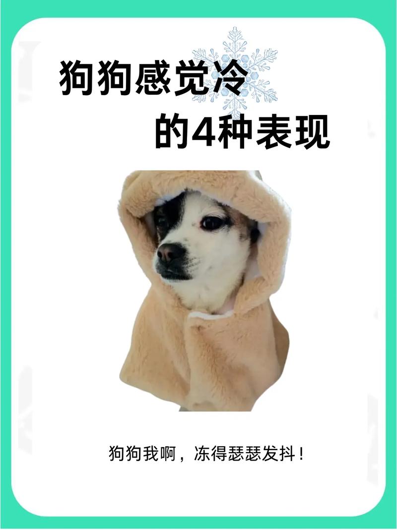  怎么判断狗狗是否冷，怎么能看出狗狗冷不冷-第5张图片-后鲨宠物