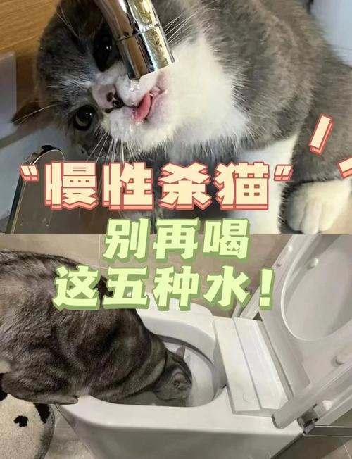 猫咪能不能喝自来水,猫可不可以喝自来水?-第5张图片-后鲨宠物 猫咪能不能喝自来水,猫可不可以喝自来水?-第5张图片-后鲨宠物