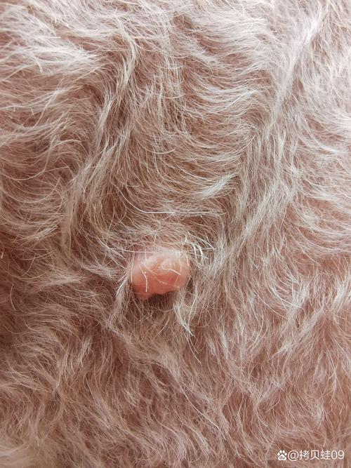 水痘会传染给狗狗吗,水痘会不会传染给宠物-第3张图片-后鲨宠物 水痘会传染给狗狗吗,水痘会不会传染给宠物-第3张图片-后鲨宠物