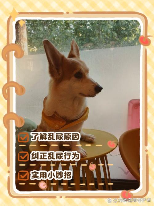 狗狗拉不出尿怎么办,狗狗撒不出尿-第2张图片-后鲨宠物 狗狗拉不出尿怎么办,狗狗撒不出尿-第2张图片-后鲨宠物