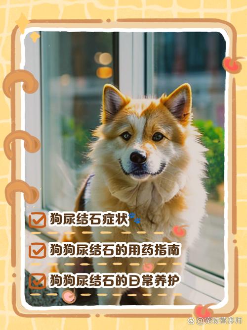 狗狗拉不出尿怎么办,狗狗撒不出尿-第3张图片-后鲨宠物 狗狗拉不出尿怎么办,狗狗撒不出尿-第3张图片-后鲨宠物