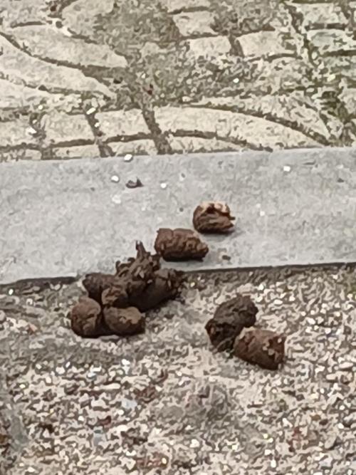 狗狗三天不拉屎怎么办_狗狗三天不拉屎了-第4张图片-后鲨宠物