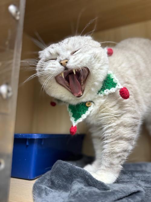 猫咪对主人哈气_猫咪对主人哈气但不攻击-第3张图片-后鲨宠物 猫咪对主人哈气_猫咪对主人哈气但不攻击-第3张图片-后鲨宠物