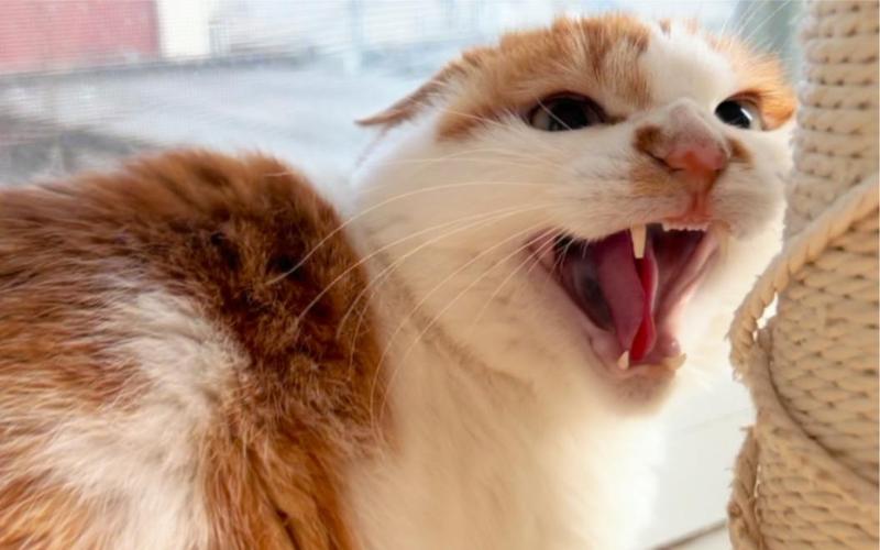 猫咪对主人哈气_猫咪对主人哈气但不攻击-第4张图片-后鲨宠物 猫咪对主人哈气_猫咪对主人哈气但不攻击-第4张图片-后鲨宠物