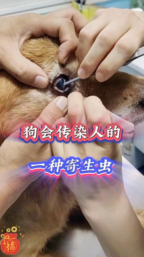 狗狗寄生虫会传染人吗_怎样测自己有无寄生虫
