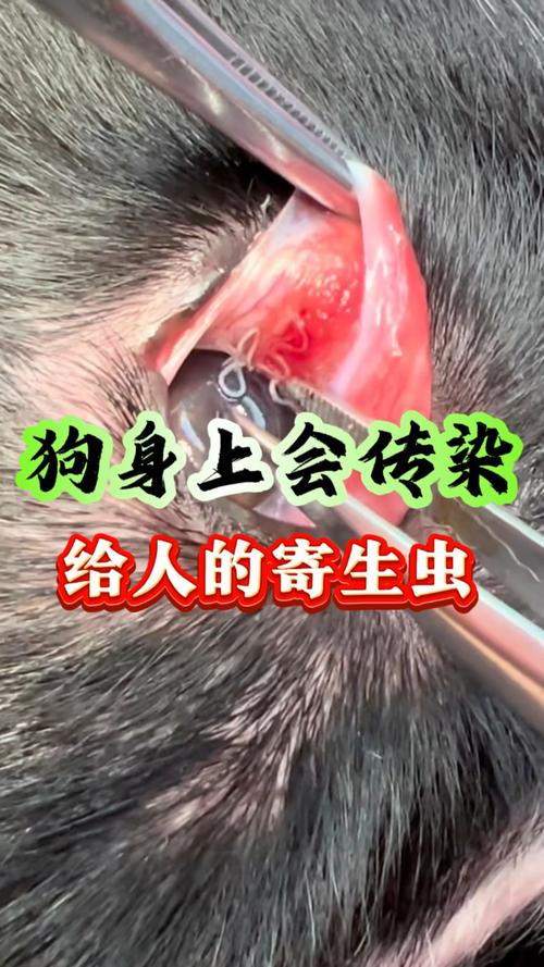 狗狗寄生虫会传染人吗_怎样测自己有无寄生虫-第4张图片-后鲨宠物 狗狗寄生虫会传染人吗_怎样测自己有无寄生虫-第4张图片-后鲨宠物