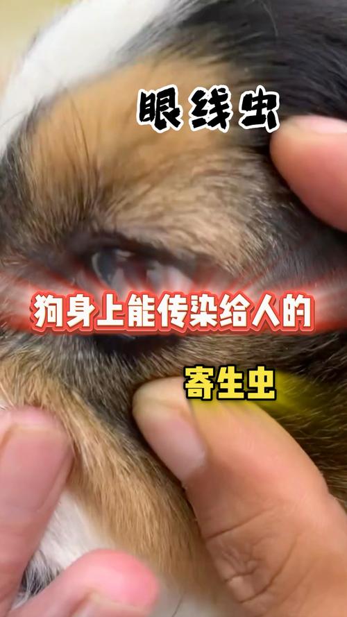 狗狗寄生虫会传染人吗_怎样测自己有无寄生虫-第5张图片-后鲨宠物 狗狗寄生虫会传染人吗_怎样测自己有无寄生虫-第5张图片-后鲨宠物