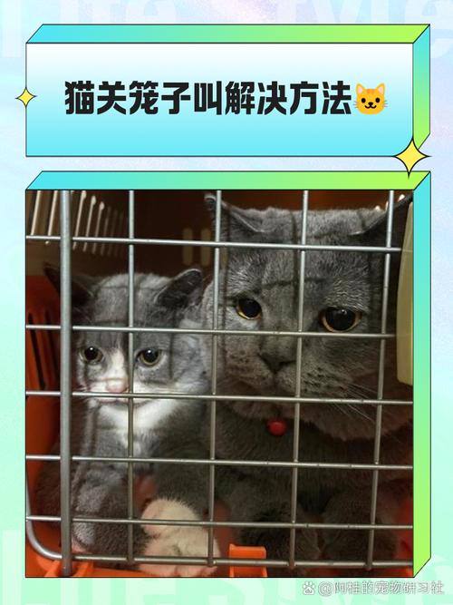 猫咪关在笼子里一直叫_猫咪关在笼子里一直叫怎么办-第1张图片-后鲨宠物 猫咪关在笼子里一直叫_猫咪关在笼子里一直叫怎么办-第1张图片-后鲨宠物