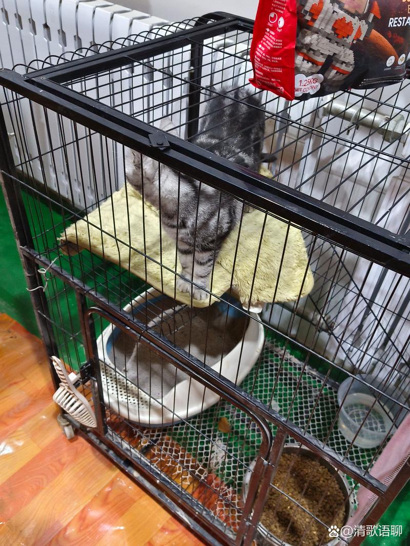 猫咪关在笼子里一直叫_猫咪关在笼子里一直叫怎么办-第2张图片-后鲨宠物 猫咪关在笼子里一直叫_猫咪关在笼子里一直叫怎么办-第2张图片-后鲨宠物