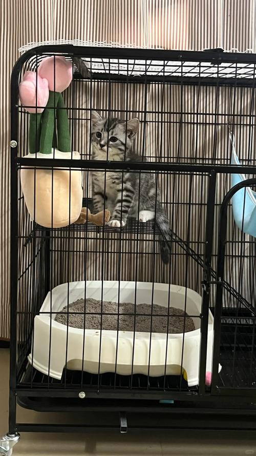 猫咪关在笼子里一直叫_猫咪关在笼子里一直叫怎么办-第3张图片-后鲨宠物 猫咪关在笼子里一直叫_猫咪关在笼子里一直叫怎么办-第3张图片-后鲨宠物