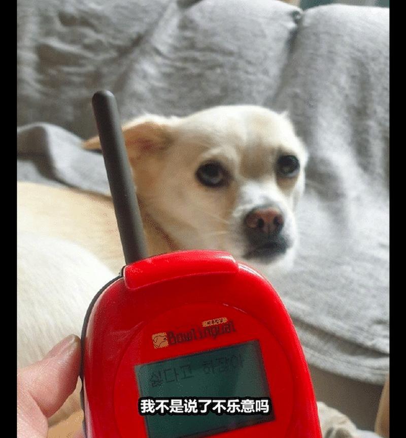 怎么听懂狗狗说话_如何听懂狗狗的话-第1张图片-后鲨宠物 怎么听懂狗狗说话_如何听懂狗狗的话-第1张图片-后鲨宠物