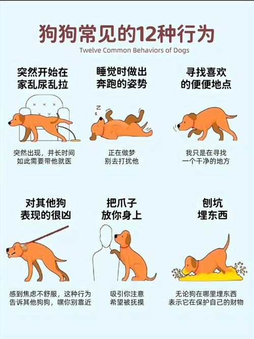 怎么听懂狗狗说话_如何听懂狗狗的话-第2张图片-后鲨宠物 怎么听懂狗狗说话_如何听懂狗狗的话-第2张图片-后鲨宠物