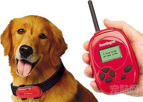 怎么听懂狗狗说话_如何听懂狗狗的话-第3张图片-后鲨宠物 怎么听懂狗狗说话_如何听懂狗狗的话-第3张图片-后鲨宠物