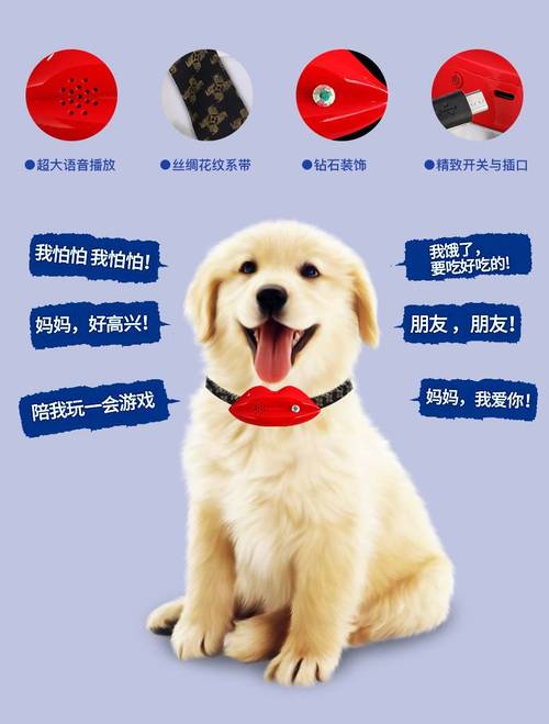 怎么听懂狗狗说话_如何听懂狗狗的话-第5张图片-后鲨宠物 怎么听懂狗狗说话_如何听懂狗狗的话-第5张图片-后鲨宠物