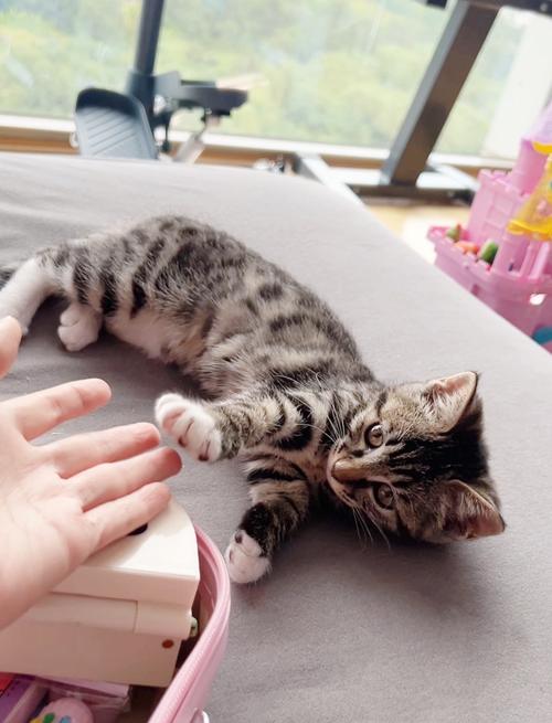 猫咪三个月多大_猫咪三个月多大体型-第1张图片-后鲨宠物 猫咪三个月多大_猫咪三个月多大体型-第1张图片-后鲨宠物