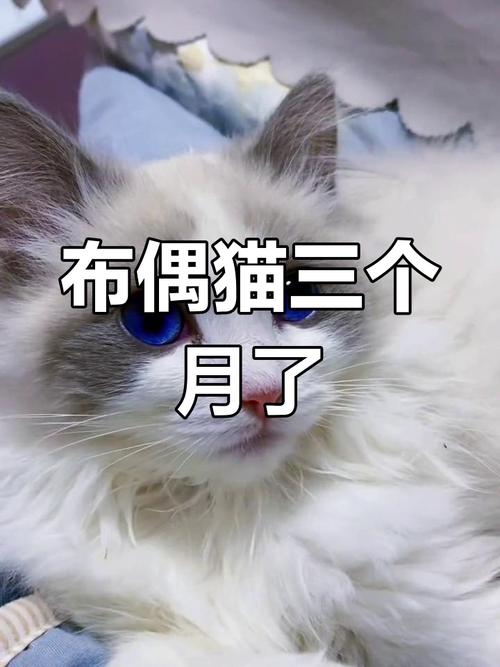 猫咪三个月多大_猫咪三个月多大体型-第3张图片-后鲨宠物 猫咪三个月多大_猫咪三个月多大体型-第3张图片-后鲨宠物