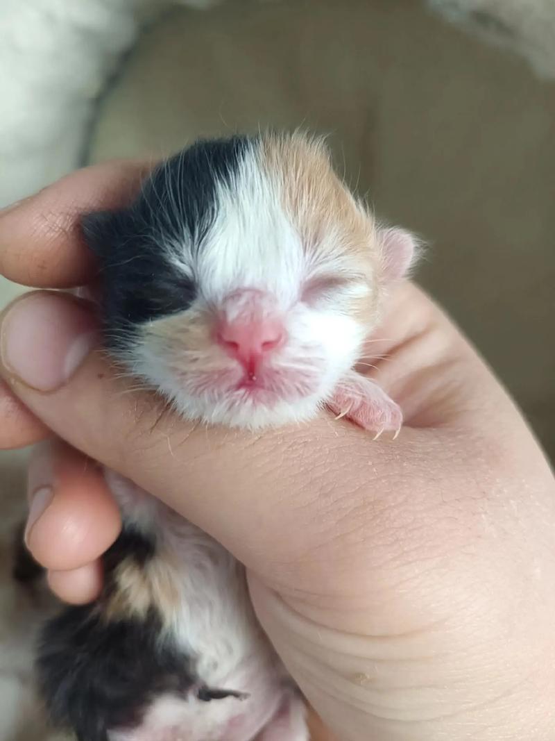 猫咪三个月多大_猫咪三个月多大体型-第4张图片-后鲨宠物 猫咪三个月多大_猫咪三个月多大体型-第4张图片-后鲨宠物