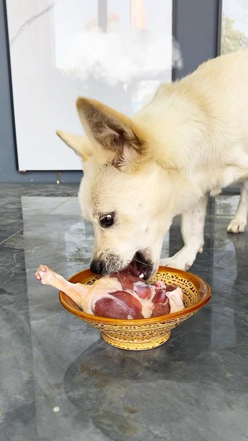 狗狗能吃猪肉吗,狗狗能吃猪肉吗怎样吃比较好-第2张图片-后鲨宠物 狗狗能吃猪肉吗,狗狗能吃猪肉吗怎样吃比较好-第2张图片-后鲨宠物