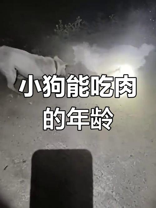 狗狗能吃猪肉吗,狗狗能吃猪肉吗怎样吃比较好-第4张图片-后鲨宠物 狗狗能吃猪肉吗,狗狗能吃猪肉吗怎样吃比较好-第4张图片-后鲨宠物