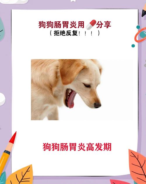 狗狗肠胃炎在家自救方法,狗狗肠胃炎能自愈吗-第2张图片-后鲨宠物 狗狗肠胃炎在家自救方法,狗狗肠胃炎能自愈吗-第2张图片-后鲨宠物