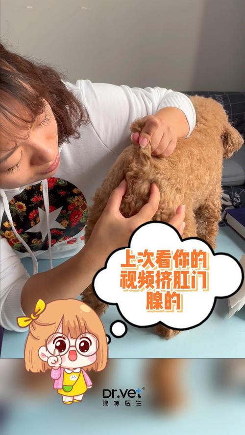 如何给狗狗挤肛门腺_怎么给狗狗挤肛门腺教你给狗狗挤肛门腺的正确方法-第2张图片-后鲨宠物 如何给狗狗挤肛门腺_怎么给狗狗挤肛门腺教你给狗狗挤肛门腺的正确方法-第2张图片-后鲨宠物