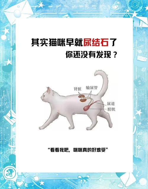 猫咪尿结石吃什么药,小猫尿结石怎么治疗?-第2张图片-后鲨宠物 猫咪尿结石吃什么药,小猫尿结石怎么治疗?-第2张图片-后鲨宠物