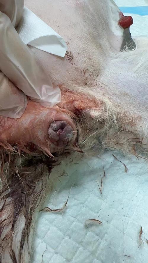 猫咪难产会死吗_猫咪难产会死吗视频-第1张图片-后鲨宠物 猫咪难产会死吗_猫咪难产会死吗视频-第1张图片-后鲨宠物