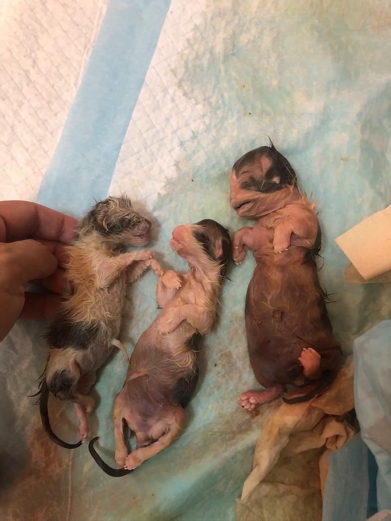 猫咪难产会死吗_猫咪难产会死吗视频-第2张图片-后鲨宠物 猫咪难产会死吗_猫咪难产会死吗视频-第2张图片-后鲨宠物
