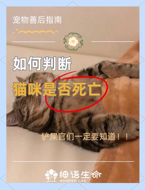 猫咪难产会死吗_猫咪难产会死吗视频-第5张图片-后鲨宠物 猫咪难产会死吗_猫咪难产会死吗视频-第5张图片-后鲨宠物
