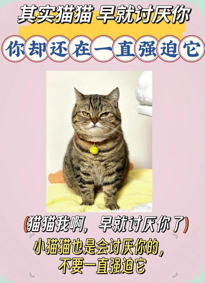 猫咪讨厌你的表现_猫咪对话翻译器-第4张图片-后鲨宠物 猫咪讨厌你的表现_猫咪对话翻译器-第4张图片-后鲨宠物