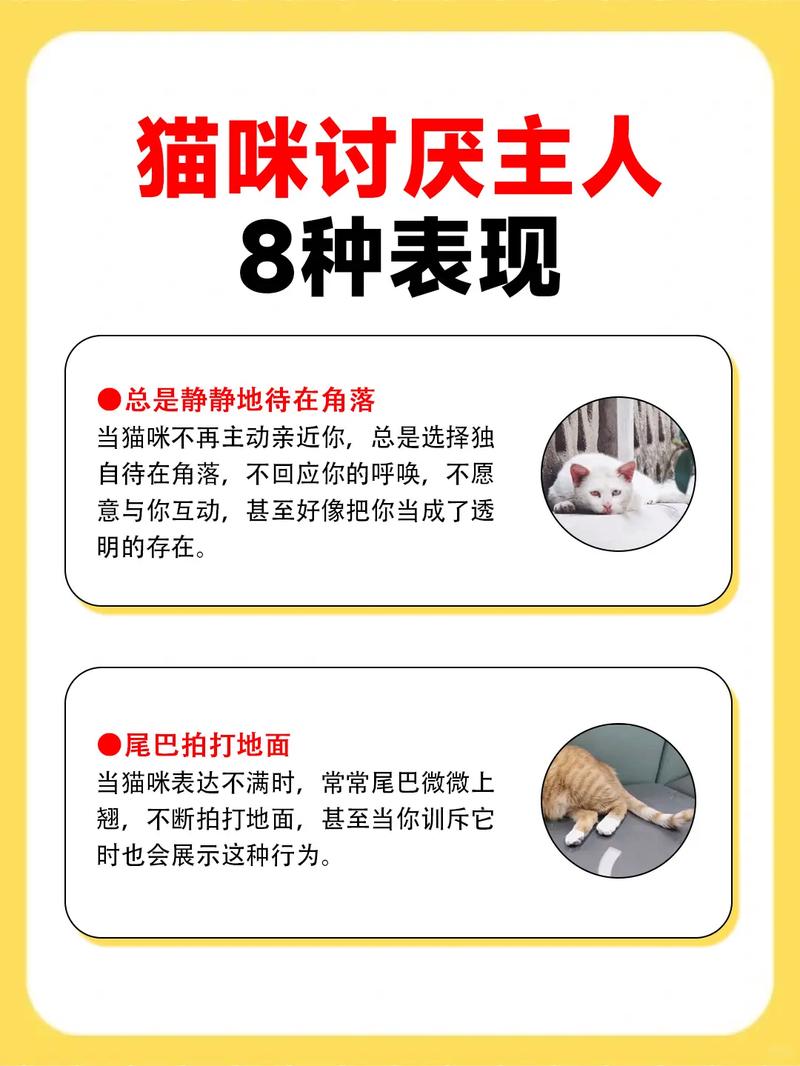 猫咪讨厌你的表现_猫咪对话翻译器-第5张图片-后鲨宠物 猫咪讨厌你的表现_猫咪对话翻译器-第5张图片-后鲨宠物