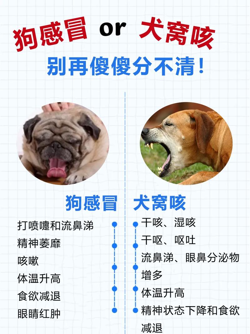 狗狗咳嗽流鼻涕怎么办_狗咳嗽留鼻涕怎么办-第2张图片-后鲨宠物 狗狗咳嗽流鼻涕怎么办_狗咳嗽留鼻涕怎么办-第2张图片-后鲨宠物