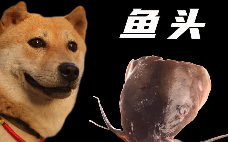狗狗可以吃鱼头吗_狗狗能吃鱼脑袋吗