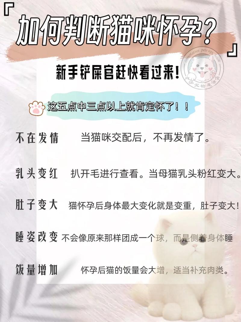 怎么判断猫咪怀孕,如何判断猫咪怀孕-第1张图片-后鲨宠物 怎么判断猫咪怀孕,如何判断猫咪怀孕-第1张图片-后鲨宠物