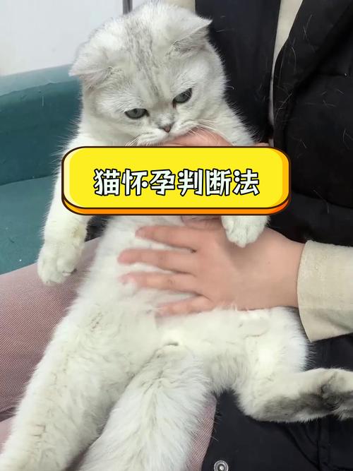 怎么判断猫咪怀孕,如何判断猫咪怀孕-第2张图片-后鲨宠物 怎么判断猫咪怀孕,如何判断猫咪怀孕-第2张图片-后鲨宠物