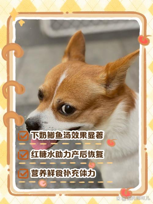 狗狗吃什么奶水多,狗狗吃什么奶水多一点-第3张图片-后鲨宠物 狗狗吃什么奶水多,狗狗吃什么奶水多一点-第3张图片-后鲨宠物