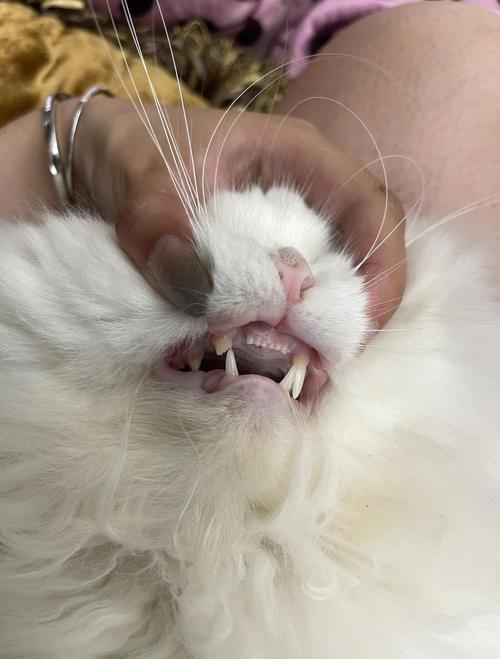 猫咪尖牙断了还会长吗,猫的牙尖断了还能长出来吗-第3张图片-后鲨宠物 猫咪尖牙断了还会长吗,猫的牙尖断了还能长出来吗-第3张图片-后鲨宠物