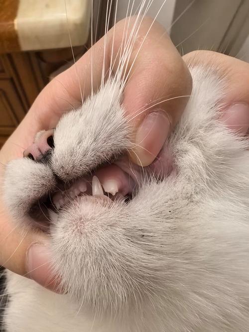 猫咪尖牙断了还会长吗,猫的牙尖断了还能长出来吗-第5张图片-后鲨宠物 猫咪尖牙断了还会长吗,猫的牙尖断了还能长出来吗-第5张图片-后鲨宠物
