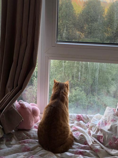 猫咪为什么喜欢看窗外,小猫咪为什么喜欢看窗外?-第1张图片-后鲨宠物 猫咪为什么喜欢看窗外,小猫咪为什么喜欢看窗外?-第1张图片-后鲨宠物