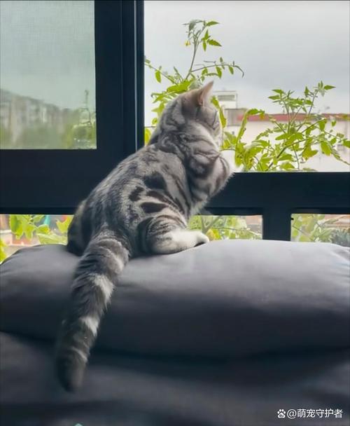 猫咪为什么喜欢看窗外,小猫咪为什么喜欢看窗外?-第3张图片-后鲨宠物 猫咪为什么喜欢看窗外,小猫咪为什么喜欢看窗外?-第3张图片-后鲨宠物